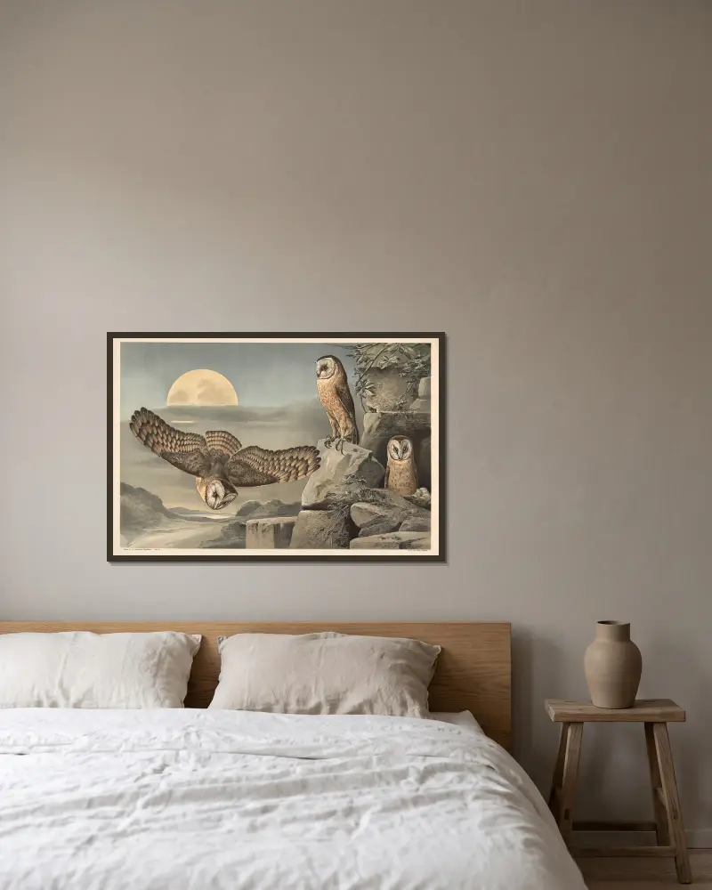 Schleiereule von Alfred Fiedler gerahmt an einer Wand