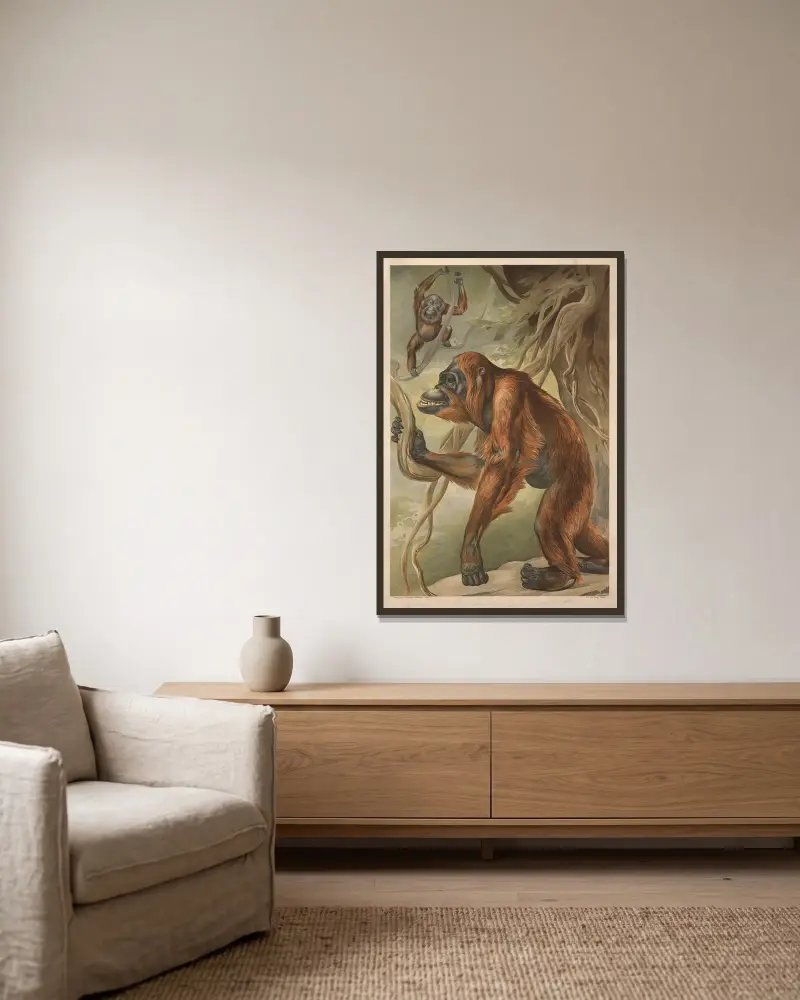 Orangutan av Alfred Fiedler inramad på en vägg