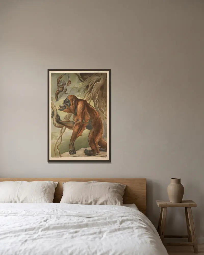 Orangutan av Alfred Fiedler inramad på en vägg