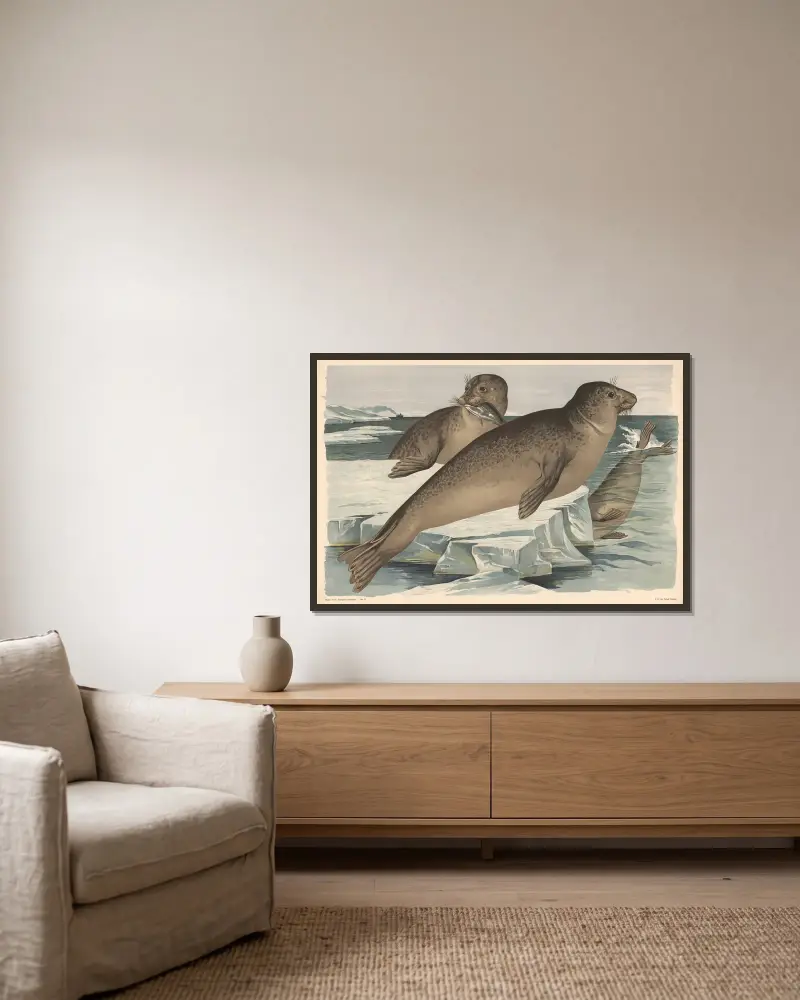 Seehund von Alfred Fiedler gerahmt an einer Wand