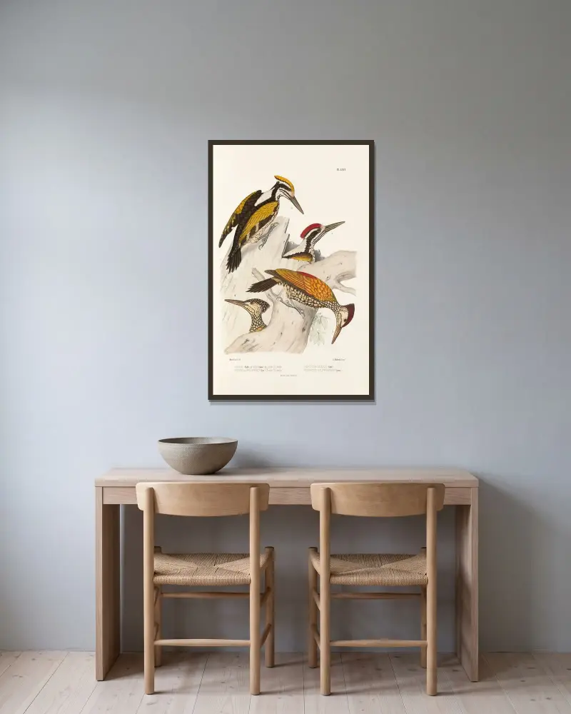 Monographie des picidées pl05 av Alfred Malherbe inramad på en vägg