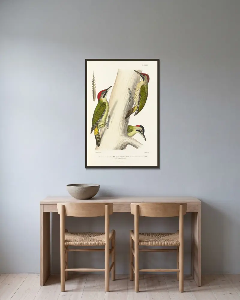 Monographie des picidées, Tafel 21 von Alfred Malherbe gerahmt an einer Wand