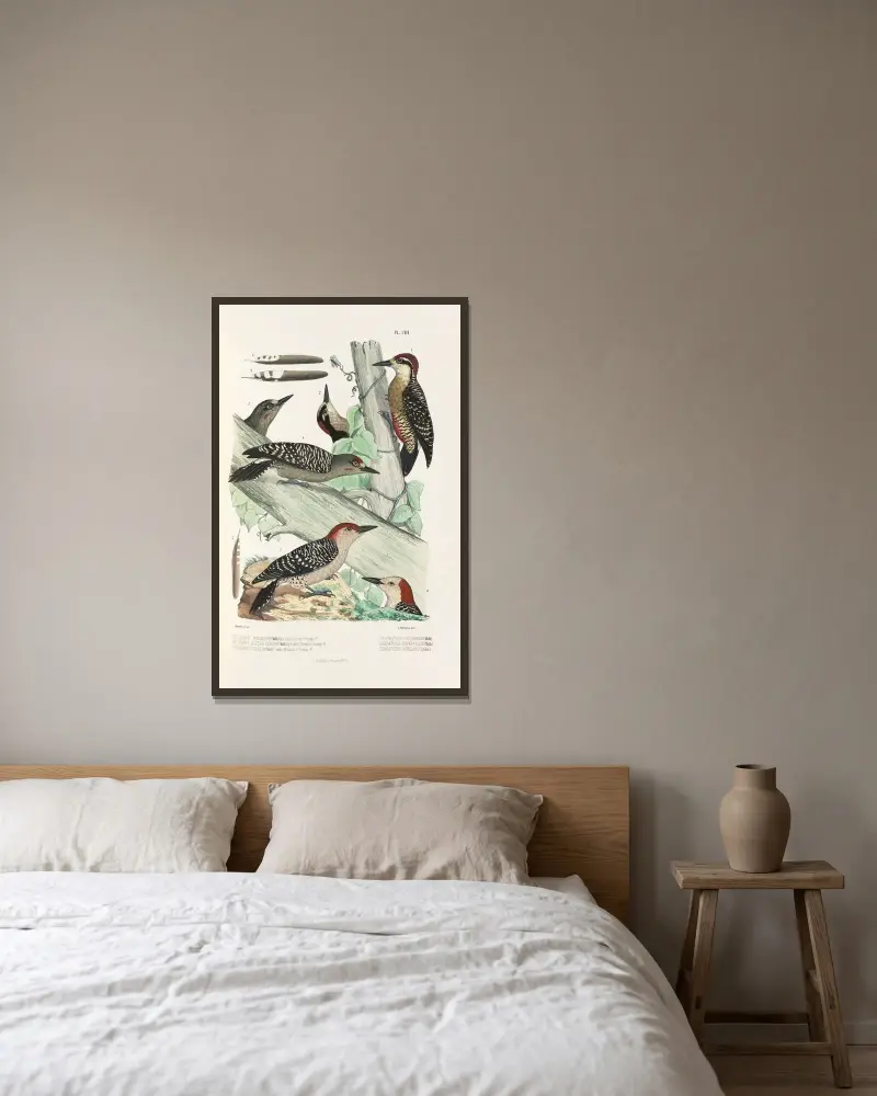 Monographie des picidées pl32 av Alfred Malherbe inramad på en vägg
