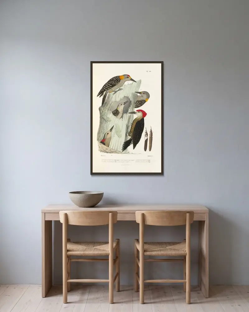 Monographie des picidées pl33 av Alfred Malherbe inramad på en vägg