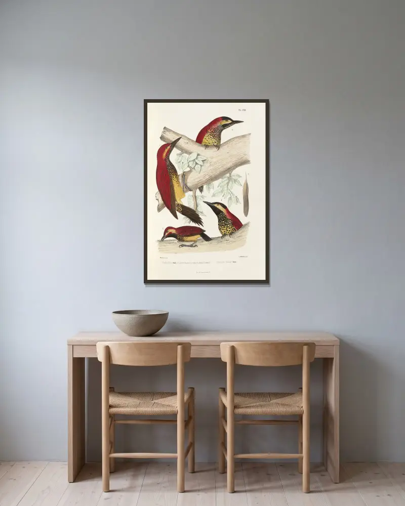 Monographie des picidées pl41 av Alfred Malherbe inramad på en vägg