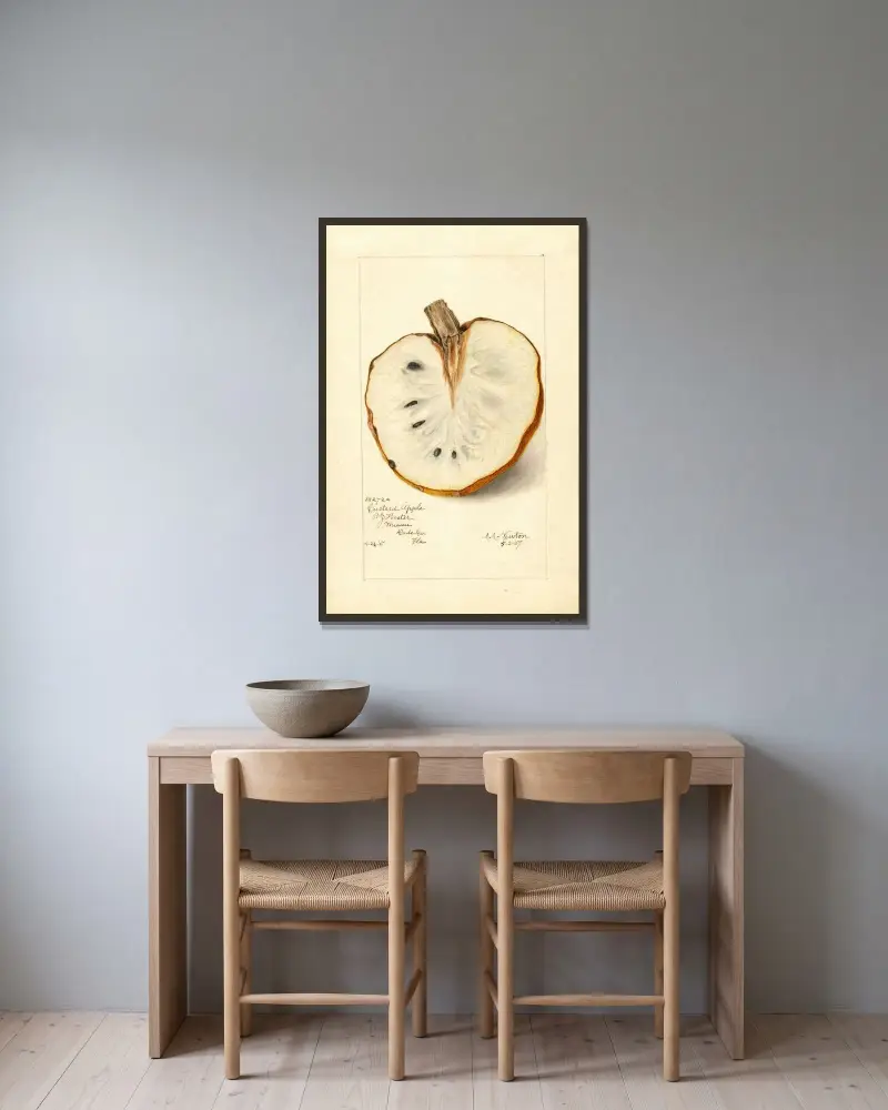Annona reticulata av Amanda Almira Newton inramad på en vägg