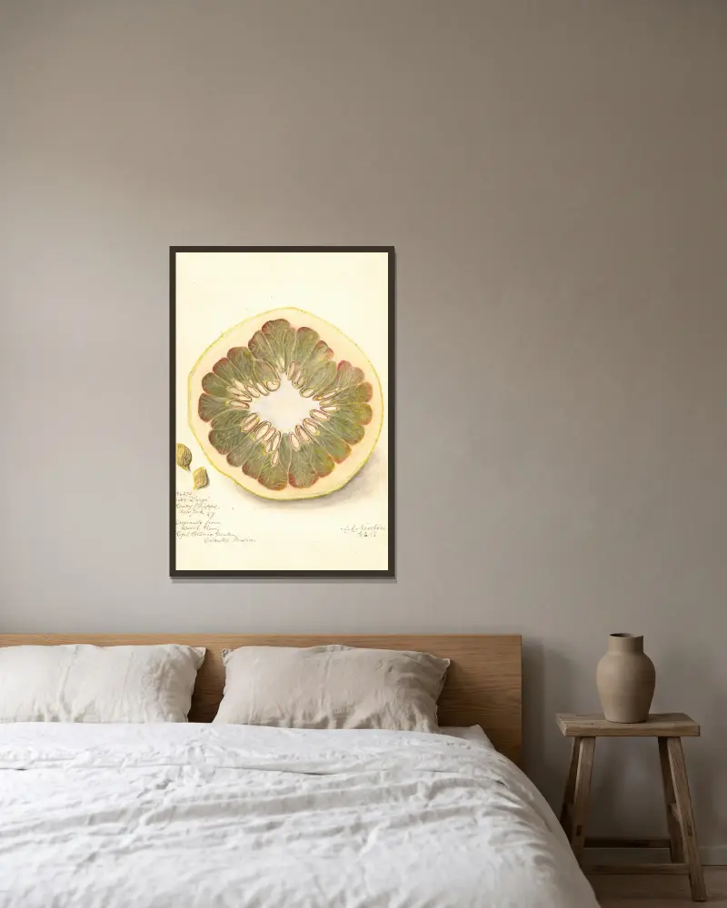 Citrus grandis: 11668 Large av Amanda Almira Newton inramad på en vägg