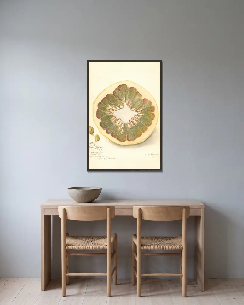 Citrus grandis: 11668 Large av Amanda Almira Newton inramad på en vägg