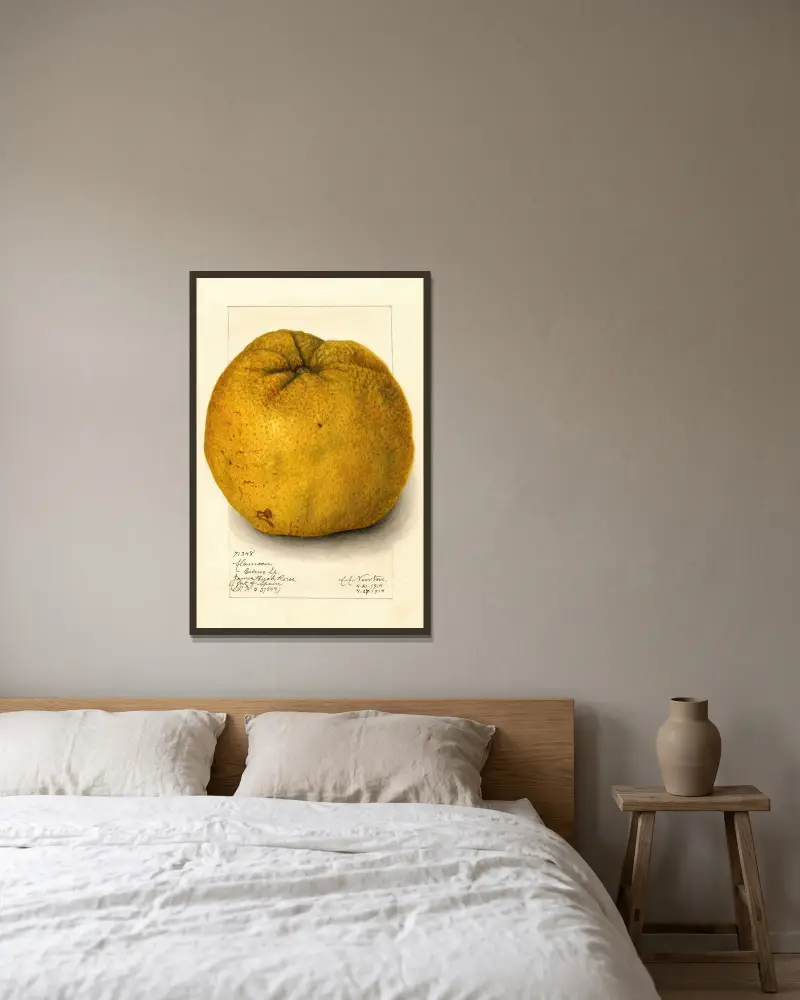 Citrus grandis: Alamoen av Amanda Almira Newton inramad på en vägg