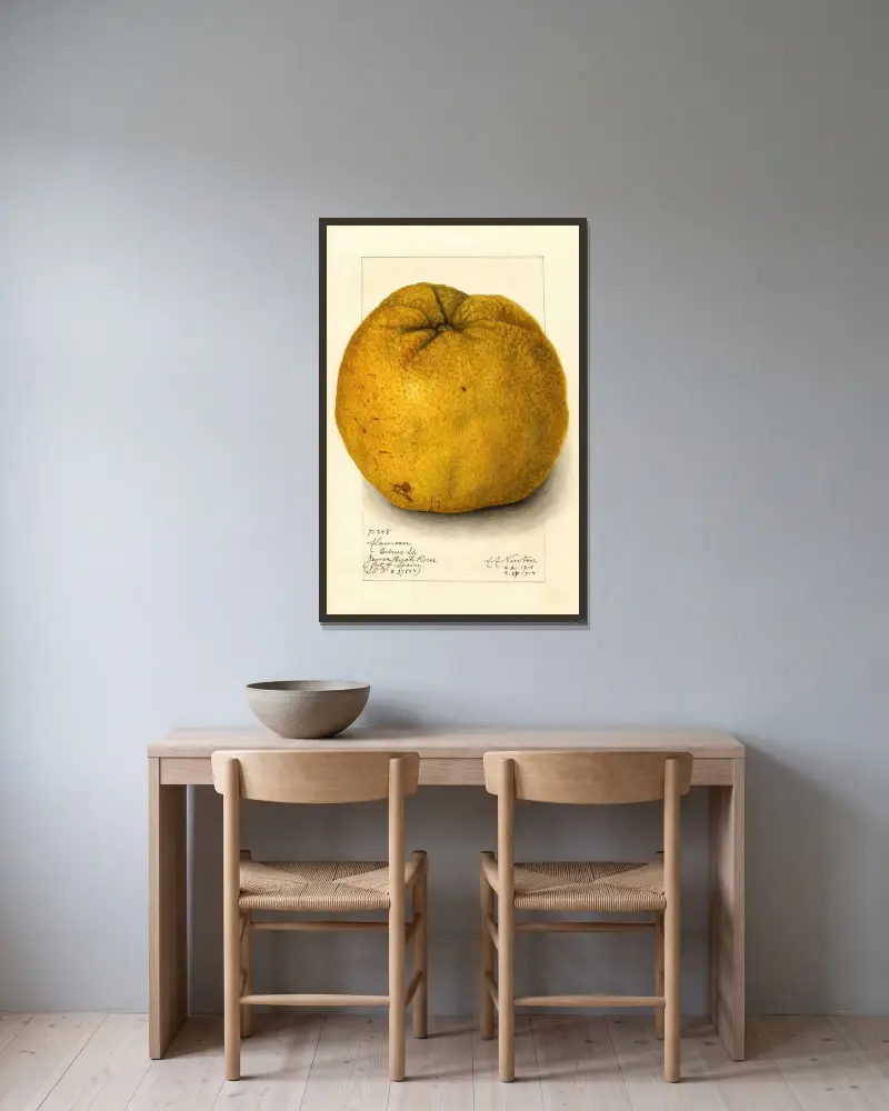 Citrus grandis: Alamoen av Amanda Almira Newton inramad på en vägg