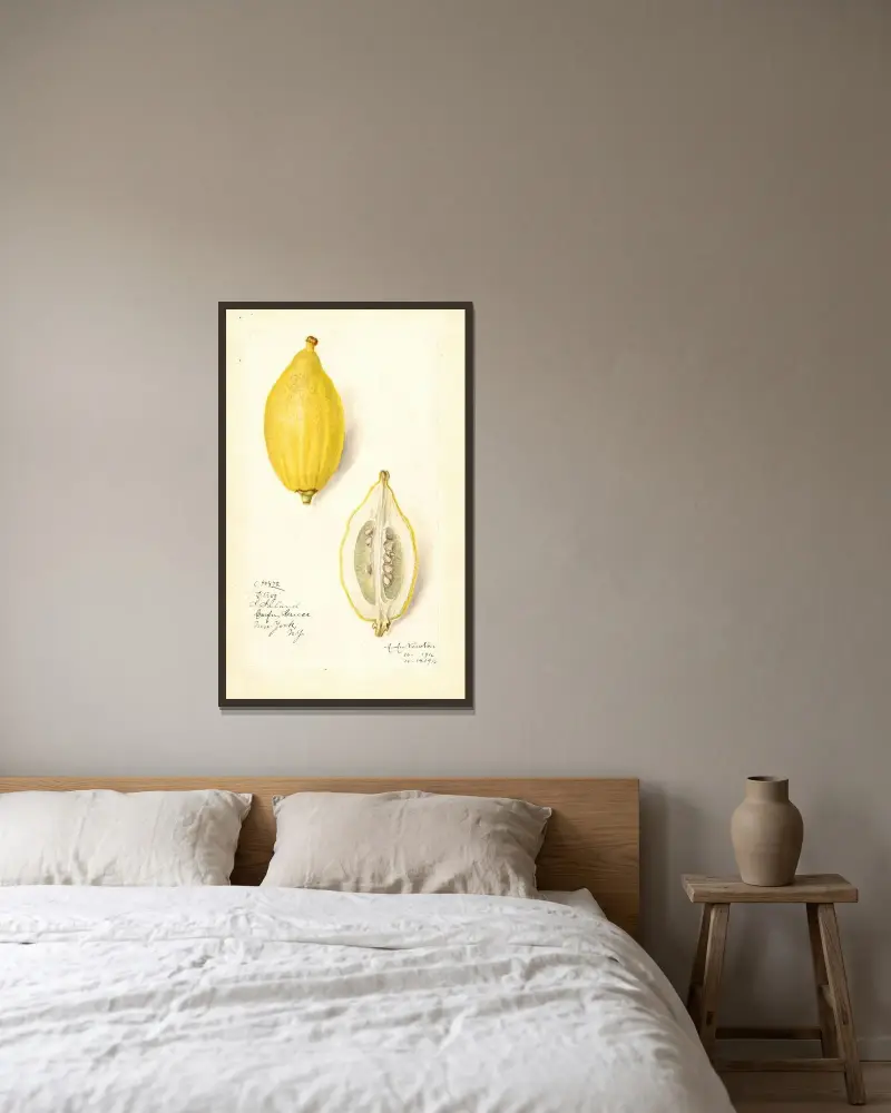 Citrus limon: Etrog av Amanda Almira Newton inramad på en vägg