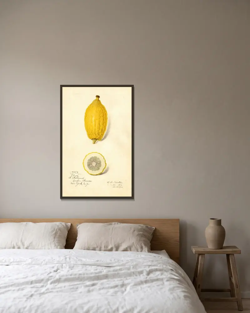 Citrus limon: Etrog av Amanda Almira Newton inramad på en vägg