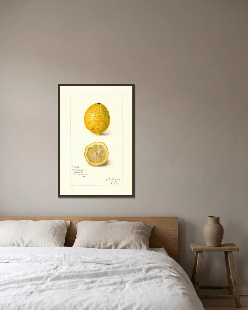 Citrus limon von Amanda Almira Newton gerahmt an einer Wand