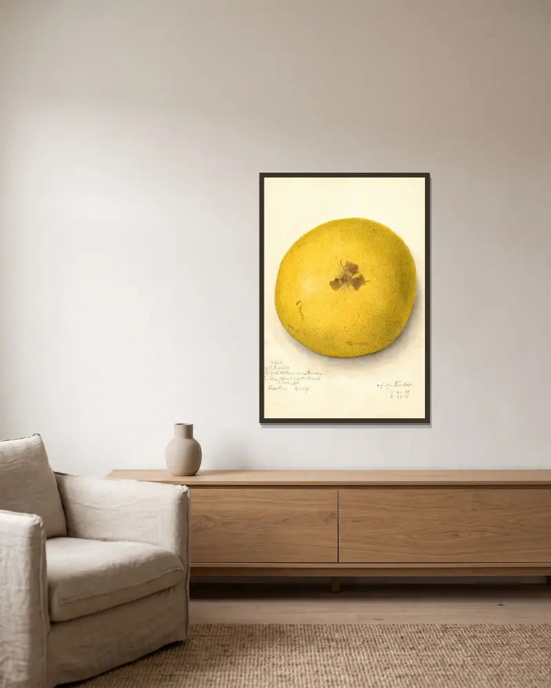 Citrus paradisi, 1911 – nr 2 av Amanda Almira Newton inramad på en vägg