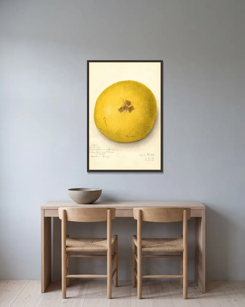 Citrus paradisi, 1911 – nr 2 av Amanda Almira Newton inramad på en vägg