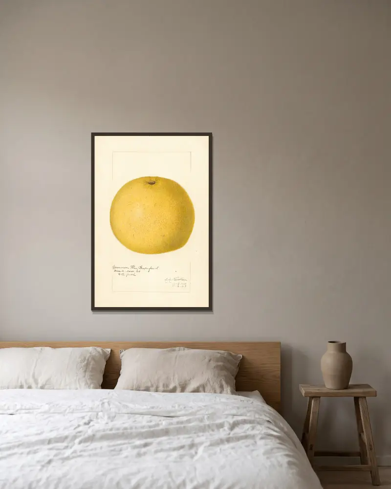 Citrus paradisi, 1919 av Amanda Almira Newton inramad på en vägg