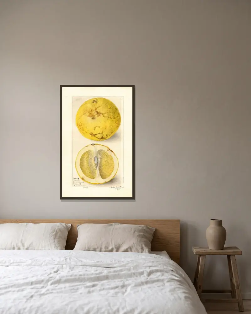 Citrus paradisi av Amanda Almira Newton inramad på en vägg