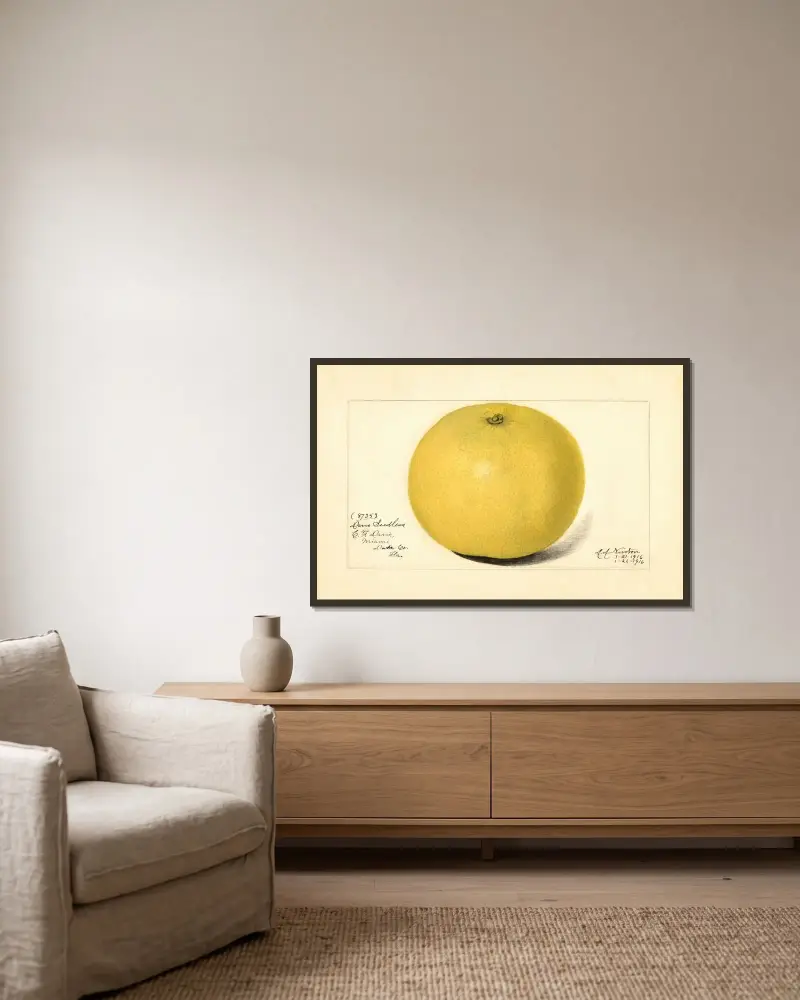Citrus paradisi: Davis Seedless av Amanda Almira Newton inramad på en vägg