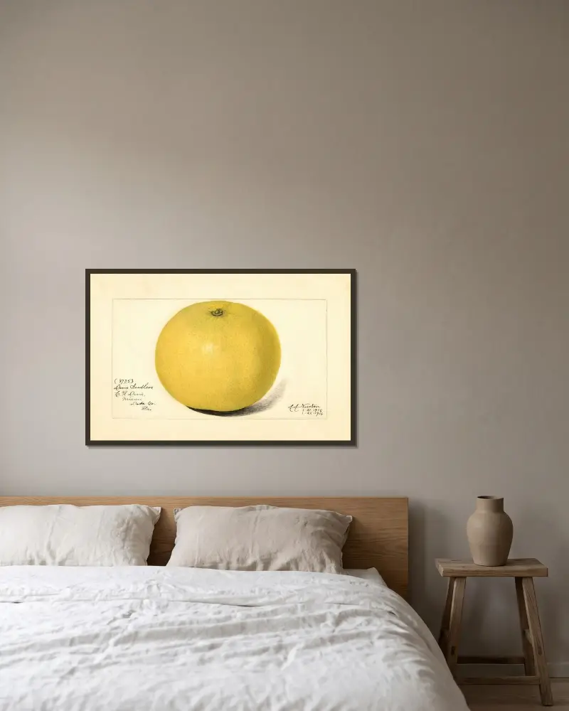Citrus paradisi: Davis Seedless av Amanda Almira Newton inramad på en vägg