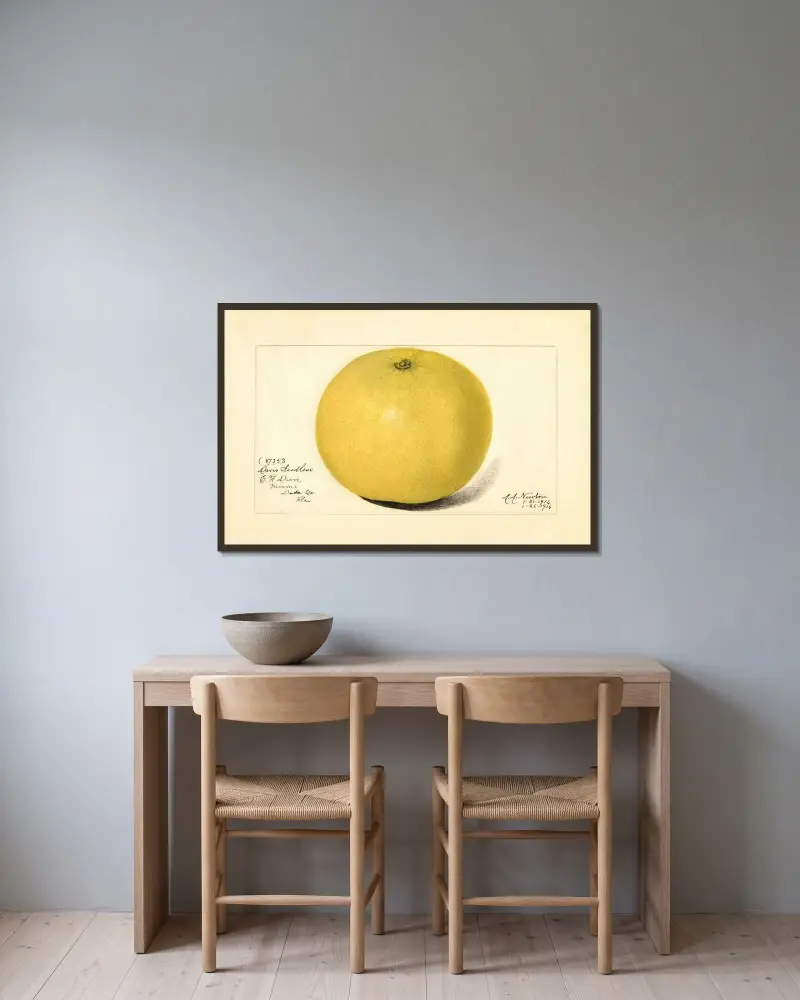 Citrus paradisi: Davis Seedless av Amanda Almira Newton inramad på en vägg