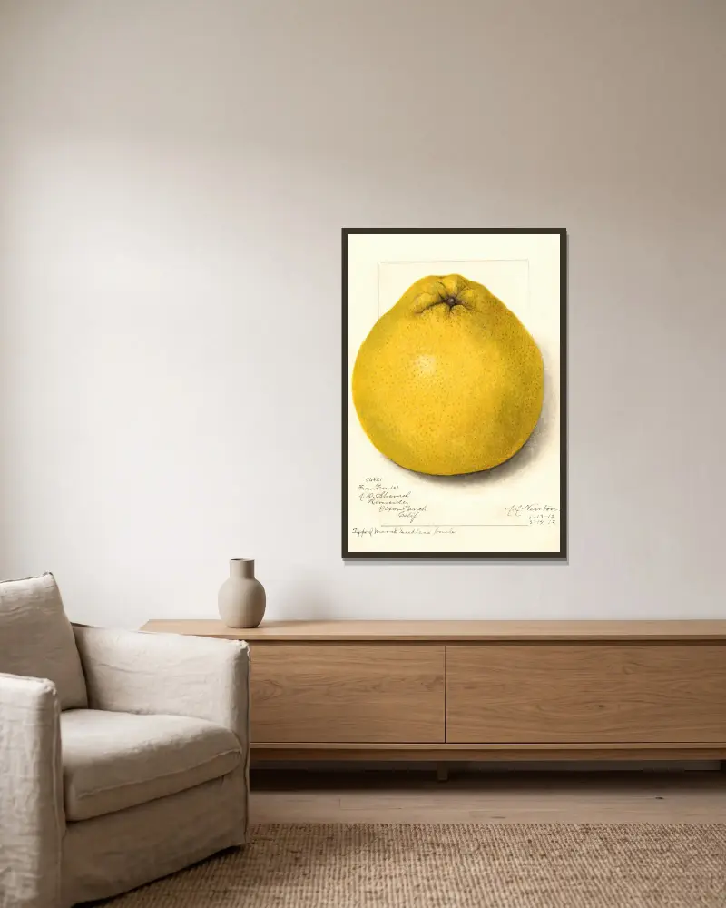 Citrus paradisi: Marsh Seedless, 1912 – nr 1 av Amanda Almira Newton inramad på en vägg