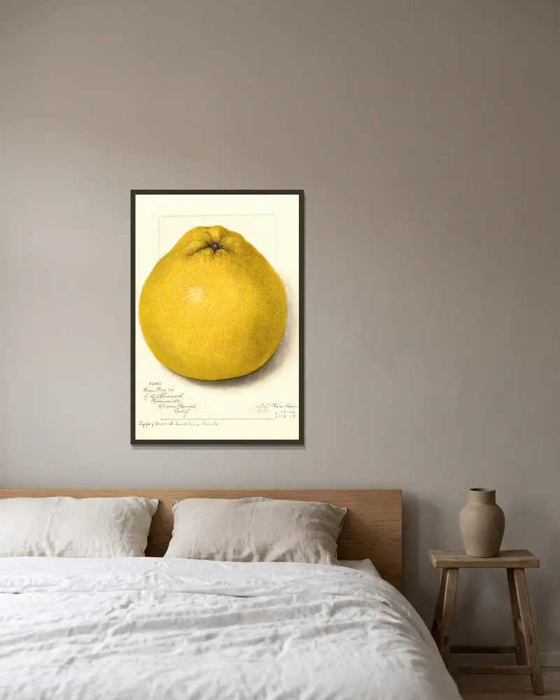 Citrus paradisi: Marsh Seedless, 1912 – nr 1 av Amanda Almira Newton inramad på en vägg