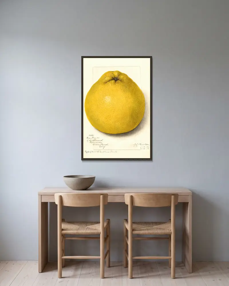 Citrus paradisi: Marsh Seedless, 1912 – nr 1 av Amanda Almira Newton inramad på en vägg