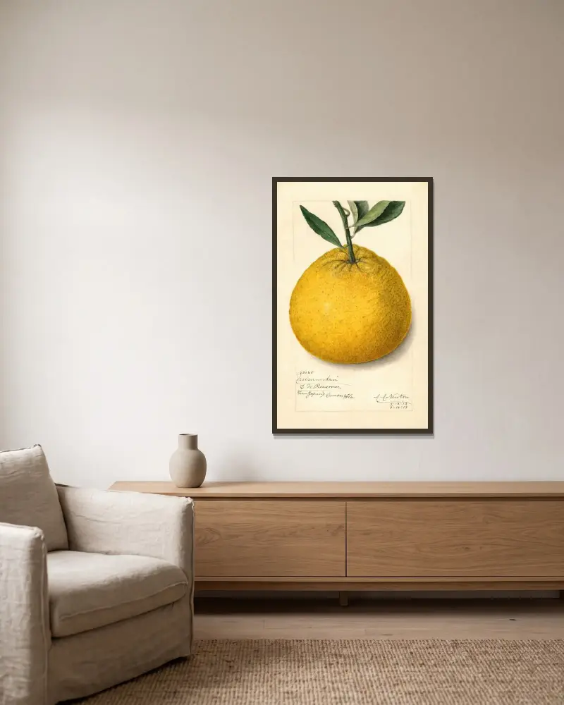 Citrus paradisi: Natsumikan av Amanda Almira Newton inramad på en vägg