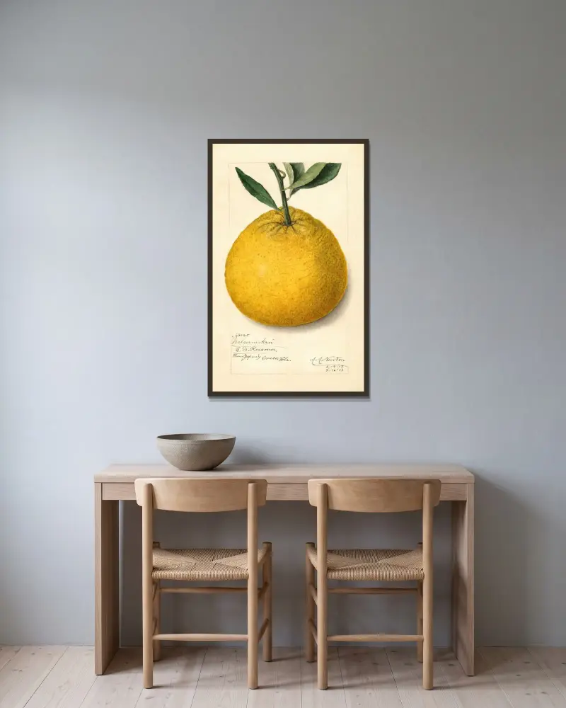 Citrus paradisi: Natsumikan av Amanda Almira Newton inramad på en vägg