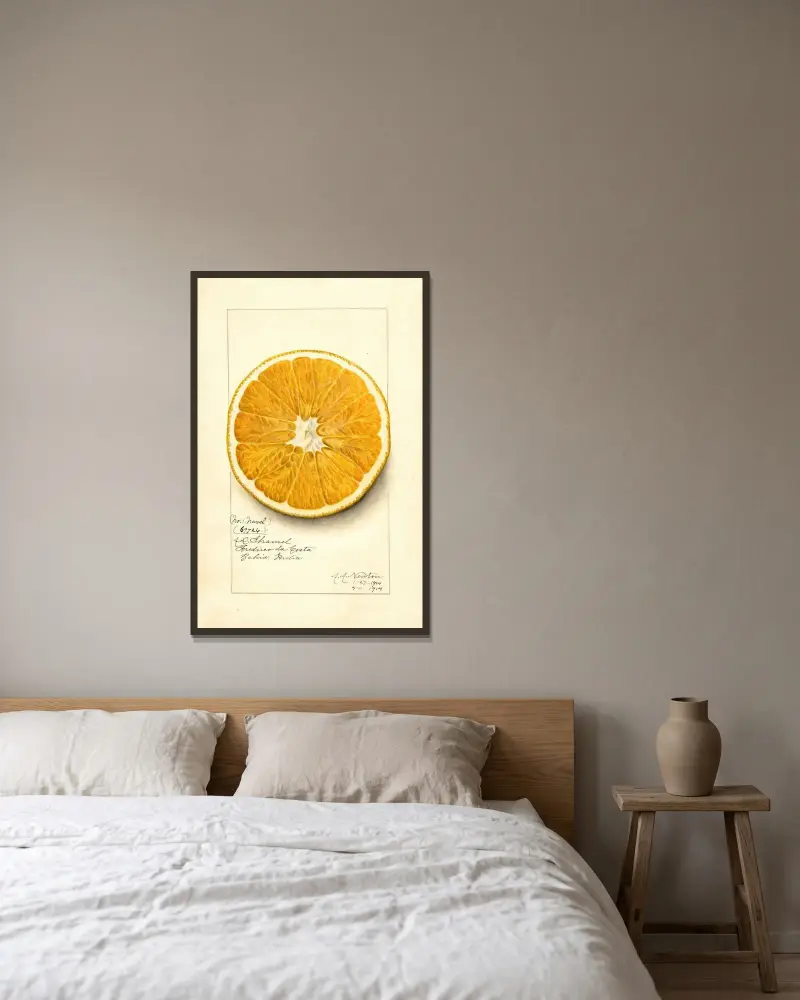 Citrus paradisi: Navel av Amanda Almira Newton inramad på en vägg