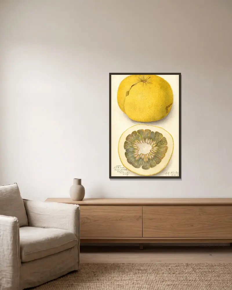 Citrus paradisi, 1911 – Nr. 1, Amanda Almira Newton w ramie na ścianie