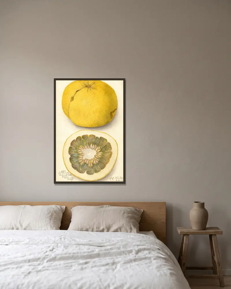 Citrus paradisi, 1911 – Nr. 1, Amanda Almira Newton w ramie na ścianie