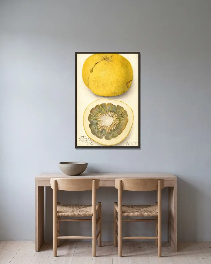 Citrus paradisi, 1911 – Nr. 1, Amanda Almira Newton w ramie na ścianie
