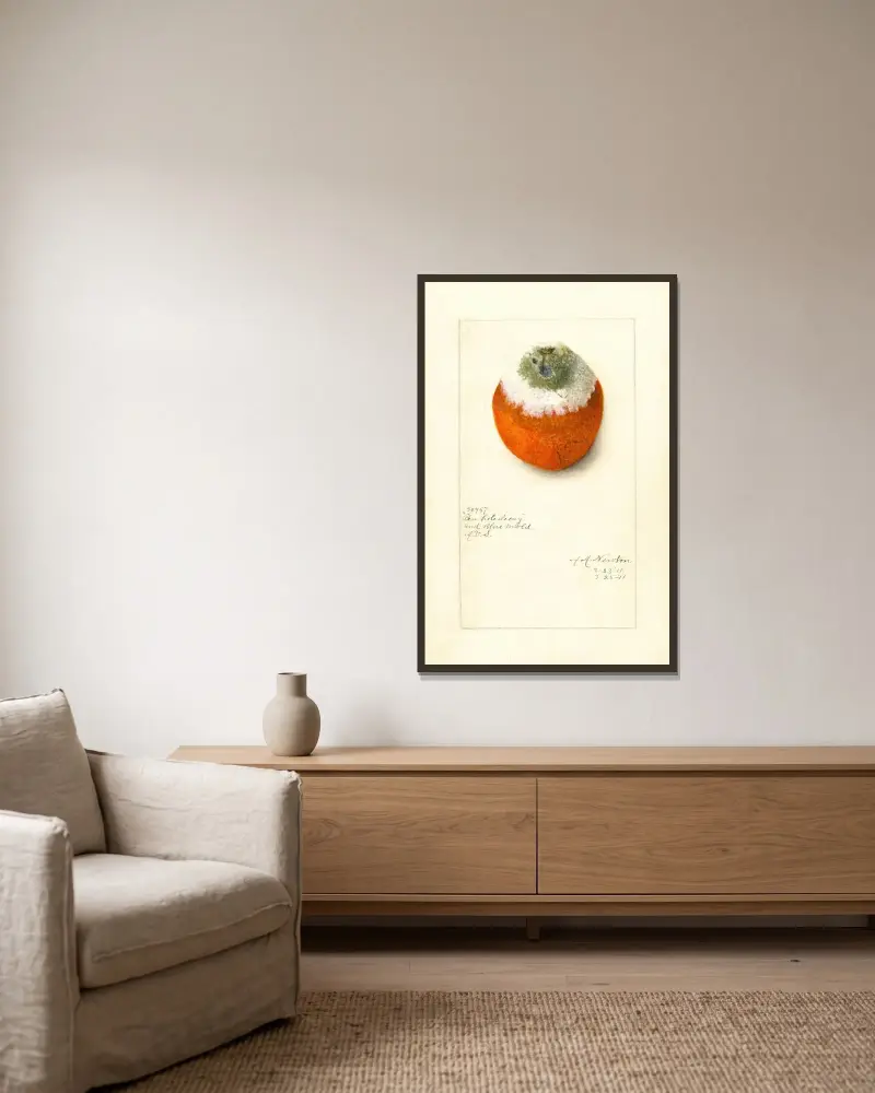 Citrus sinensis av Amanda Almira Newton inramad på en vägg
