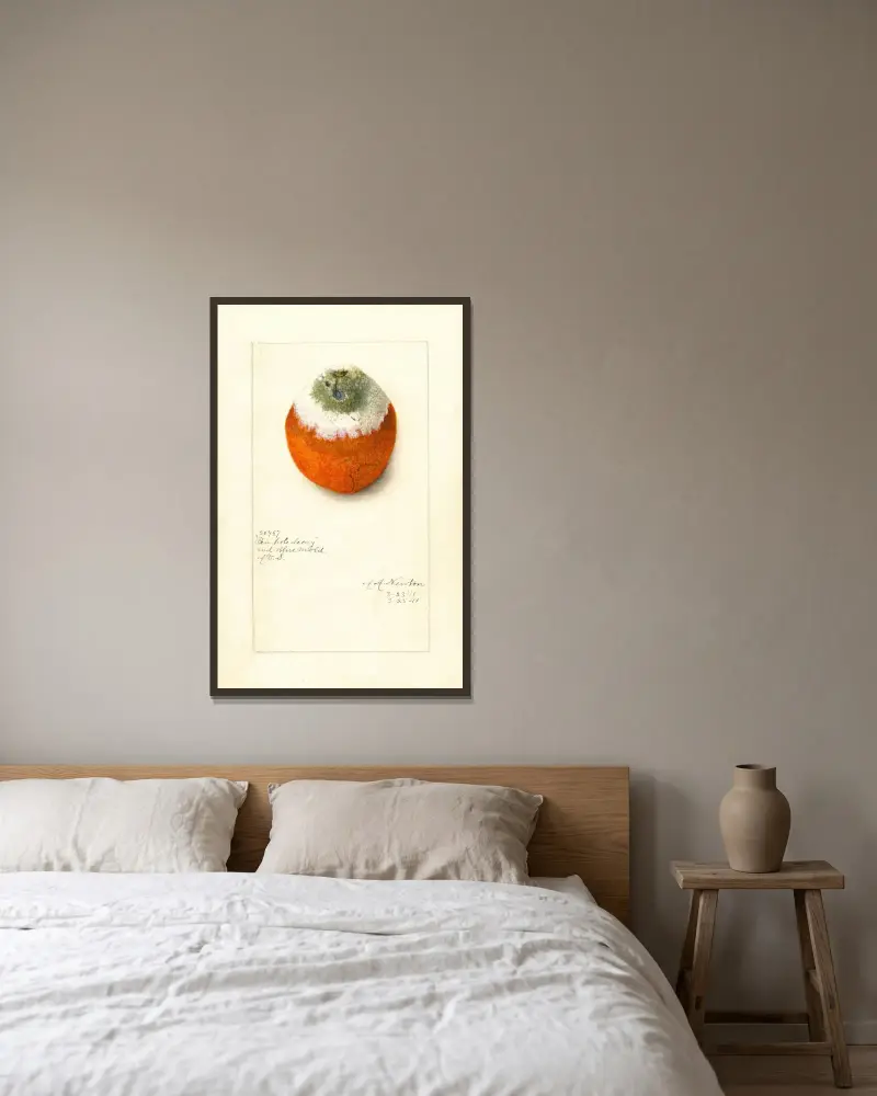 Citrus sinensis av Amanda Almira Newton inramad på en vägg
