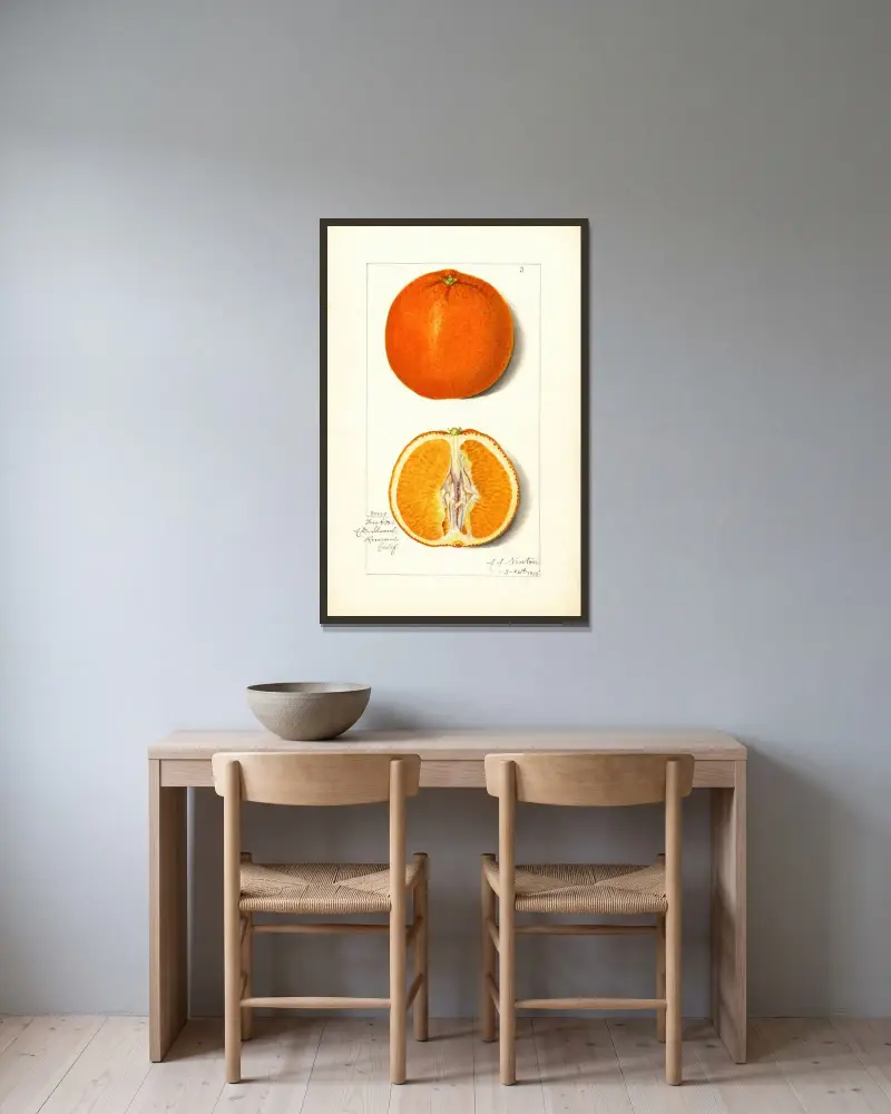 Citrus sinensis av Amanda Almira Newton inramad på en vägg