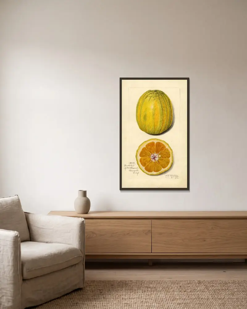 Citrus sinensis av Amanda Almira Newton inramad på en vägg