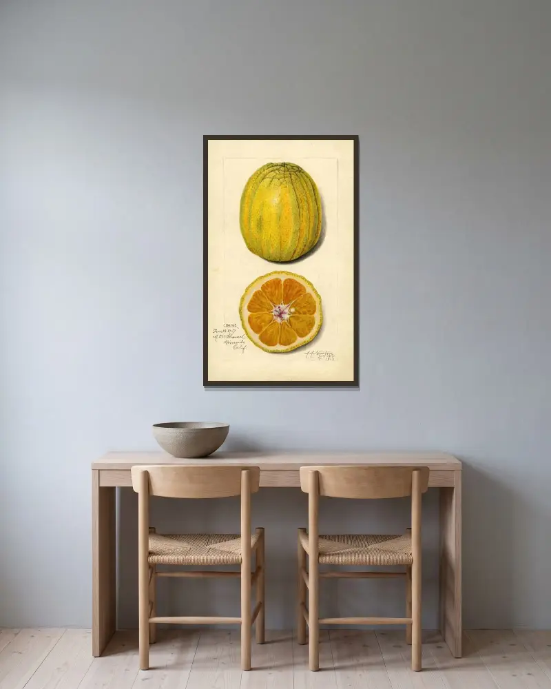 Citrus sinensis av Amanda Almira Newton inramad på en vägg