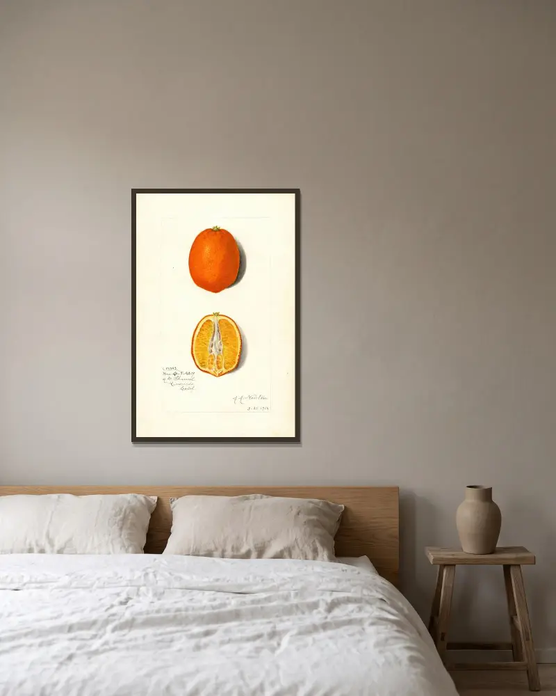 Citrus sinensis av Amanda Almira Newton inramad på en vägg
