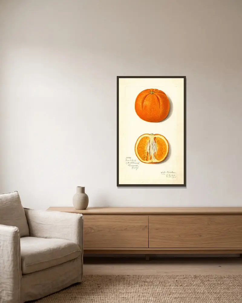 Citrus sinensis av Amanda Almira Newton inramad på en vägg