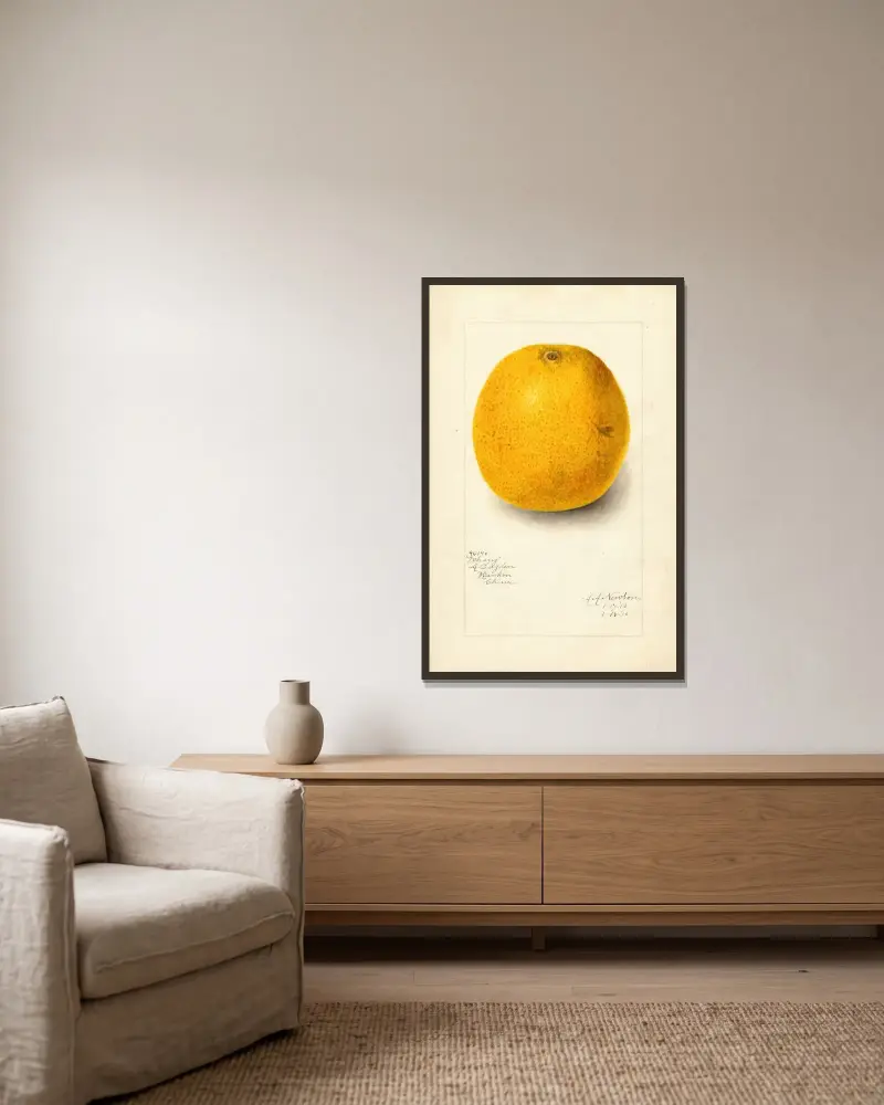 Citrus sinensis: Ichang av Amanda Almira Newton inramad på en vägg