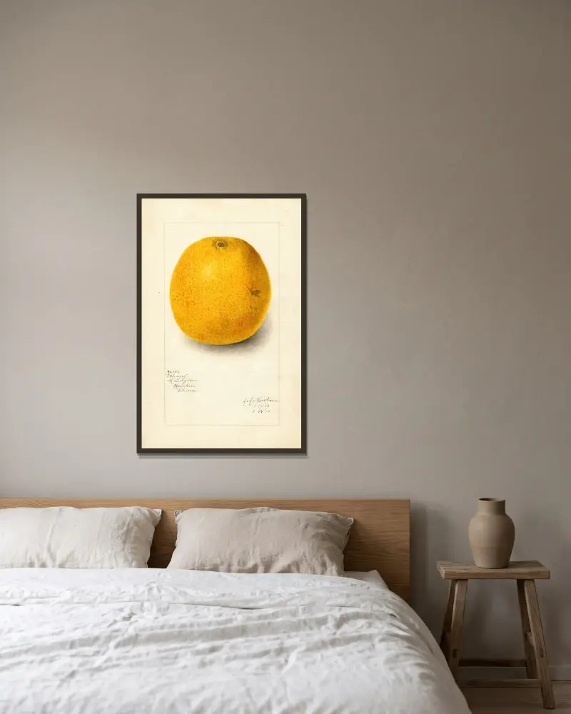 Citrus sinensis: Ichang av Amanda Almira Newton inramad på en vägg