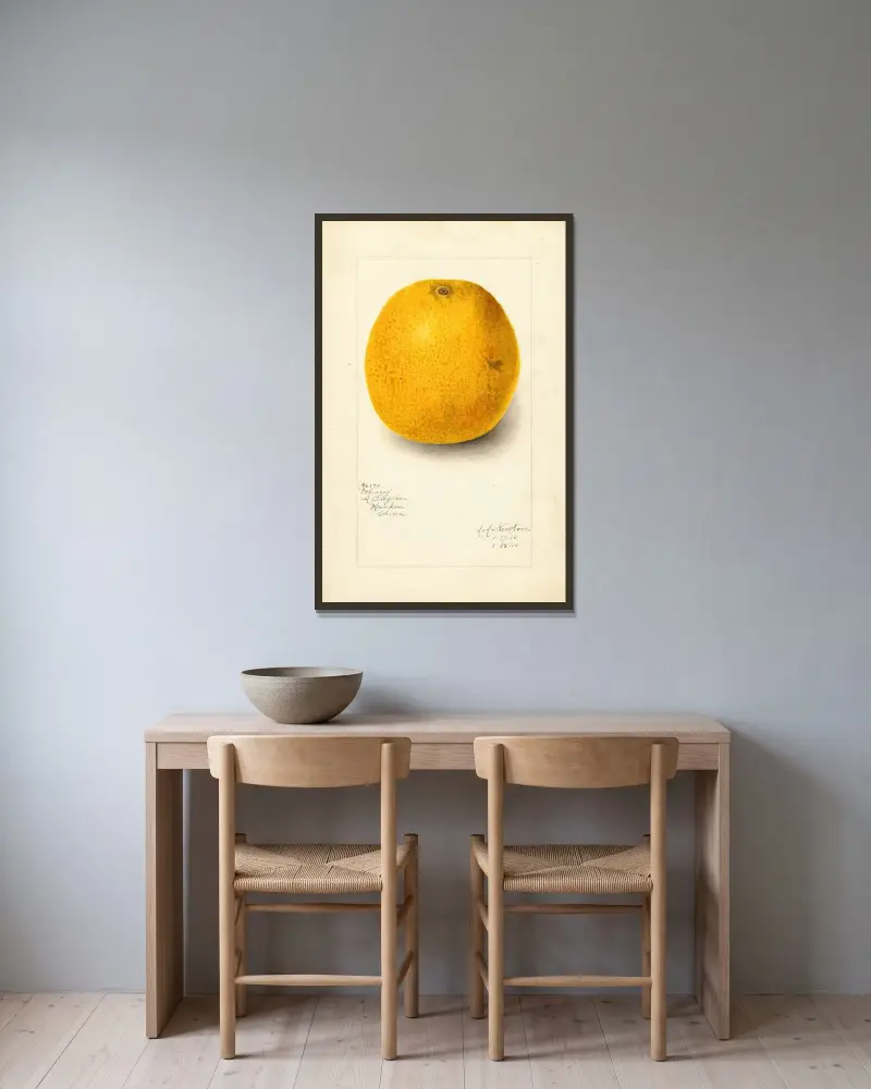 Citrus sinensis: Ichang av Amanda Almira Newton inramad på en vägg