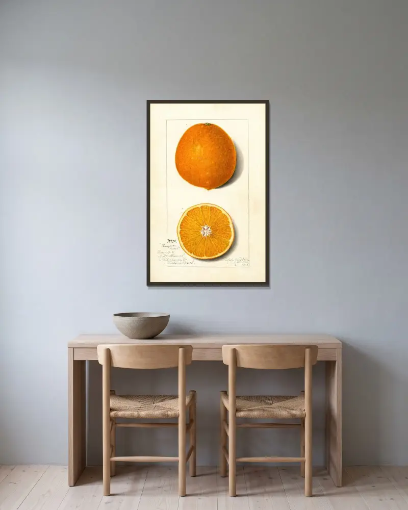 Citrus sinensis: Thompson Improved Navel av Amanda Almira Newton inramad på en vägg