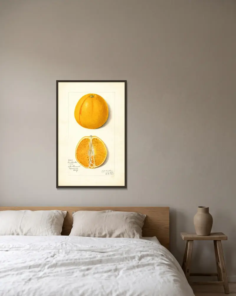 Citrus sinensis: True Eureka av Amanda Almira Newton inramad på en vägg