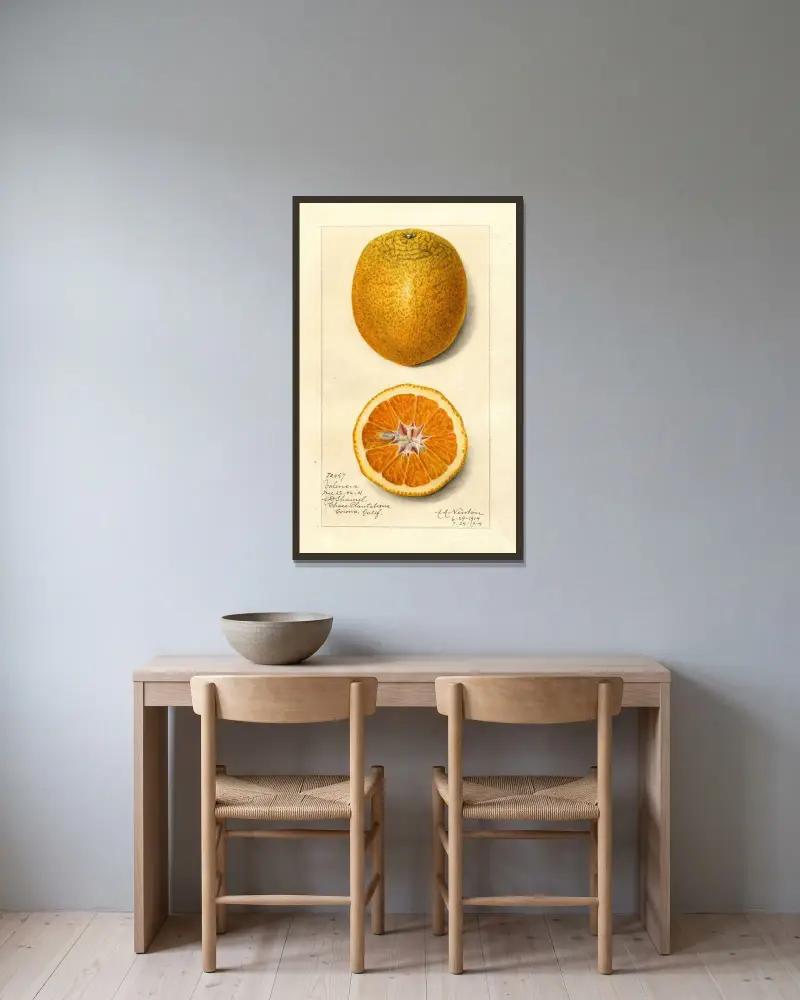 Citrus sinensis: Valencia av Amanda Almira Newton inramad på en vägg