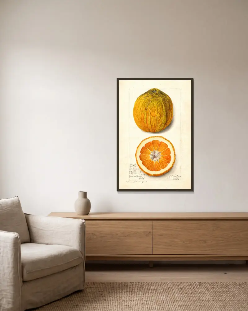 Citrus sinensis: Valencia av Amanda Almira Newton inramad på en vägg