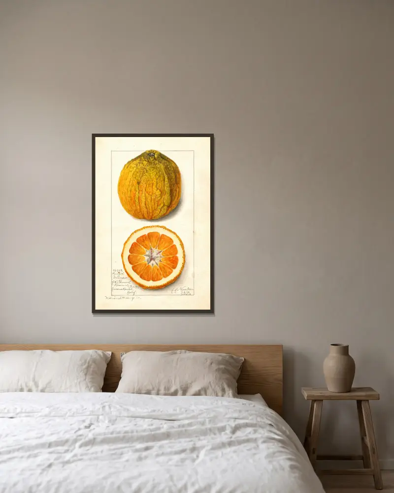 Citrus sinensis: Valencia av Amanda Almira Newton inramad på en vägg