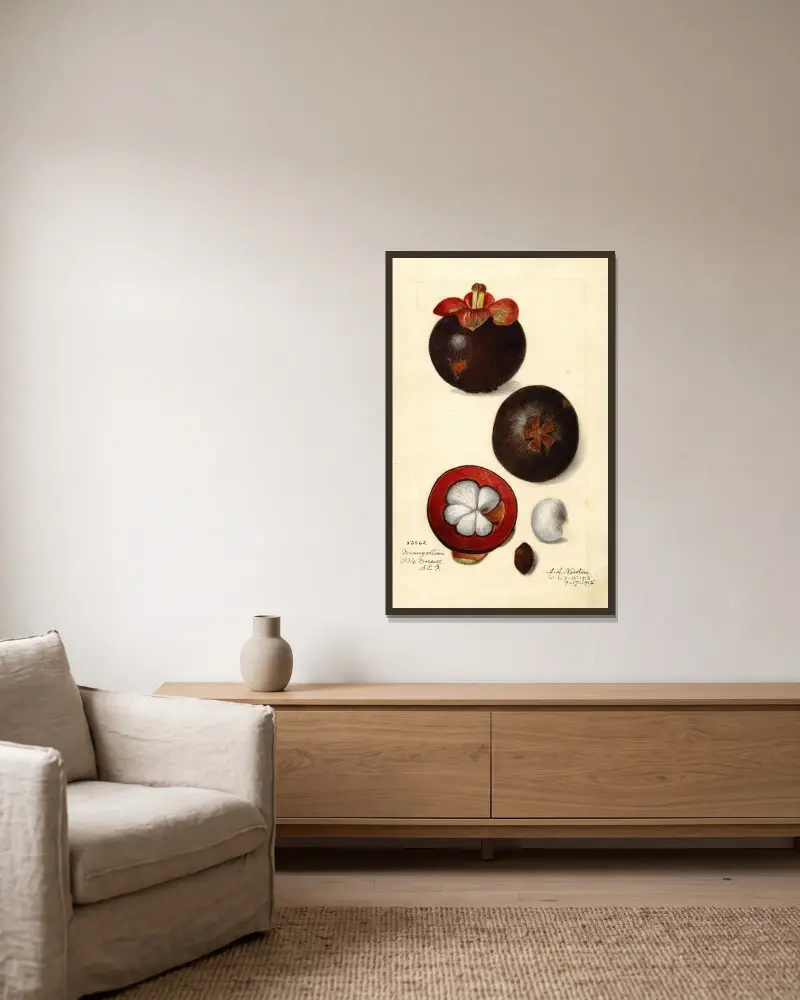 Garcinia mangostana von Amanda Almira Newton gerahmt an einer Wand