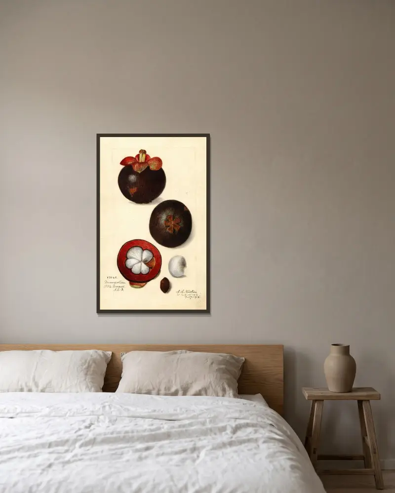 Garcinia mangostana von Amanda Almira Newton gerahmt an einer Wand